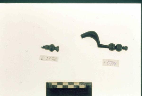 Fibula a sanguisuga