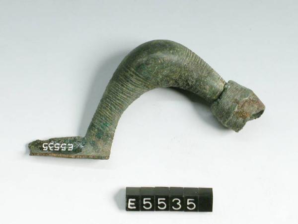 Fibula a sanguisuga