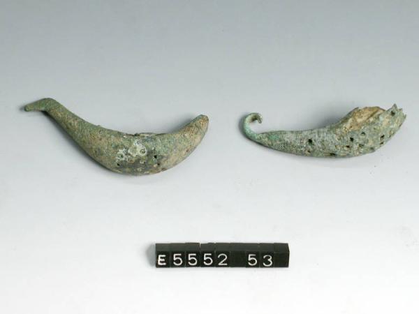 Fibula a sanguisuga