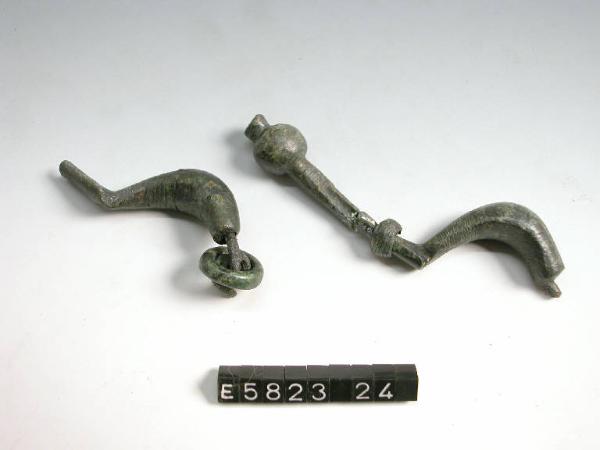 Fibula a sanguisuga