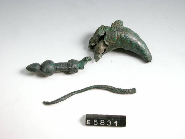 Fibula a sanguisuga