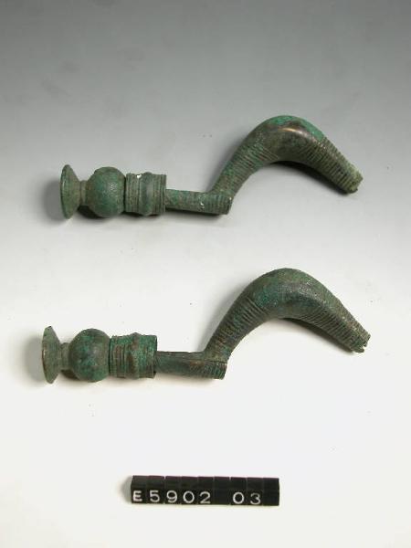 Fibula a sanguisuga