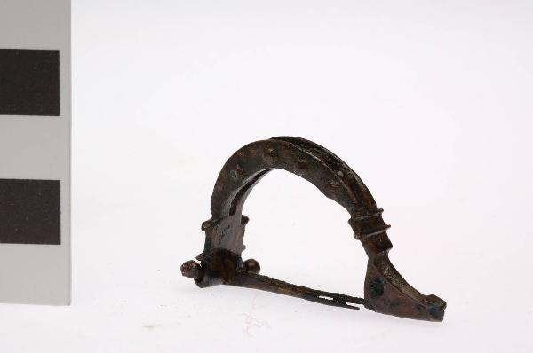 Fibula