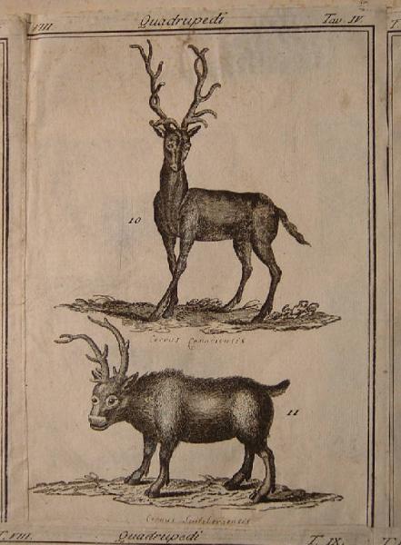 Cervus Canadiensis; Cevus Lipitebernensis