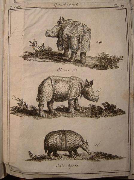 Rhinoceros; Jatu-Apava