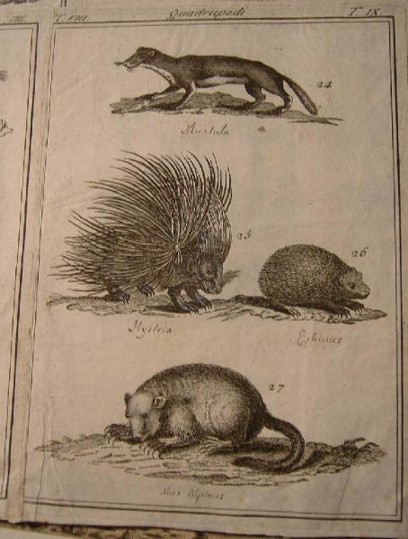 Mustula; Hystrix; Echinus; Mus Alpinus