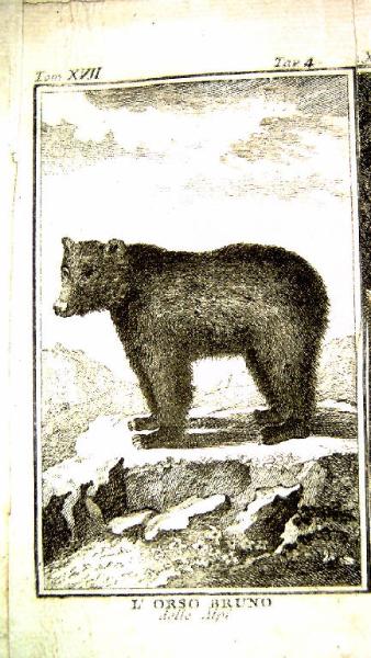 L'Orso bruno delle Alpi