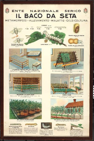 Metamorfosi, allevamento, malattie, gelsicoltura