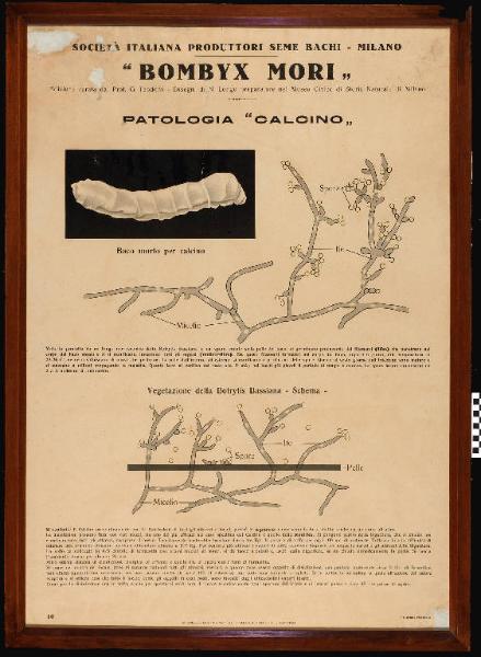 Patologia - calcino