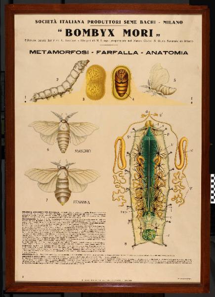 Metamorfosi, farfalla, anatomia