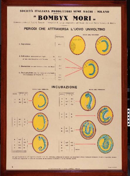 Periodi che attraversa l'uovo univoltino