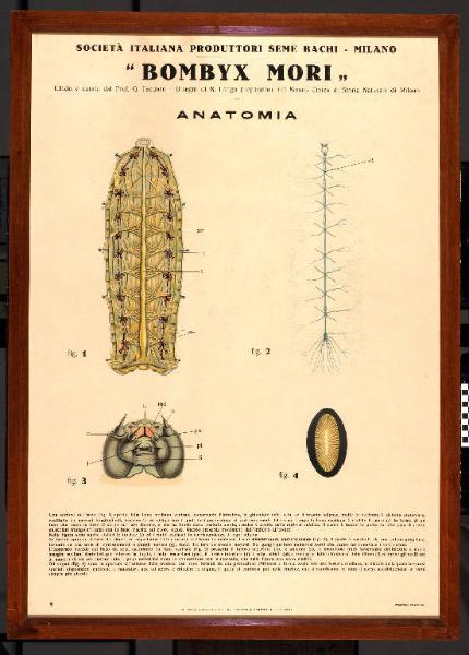 Anatomia