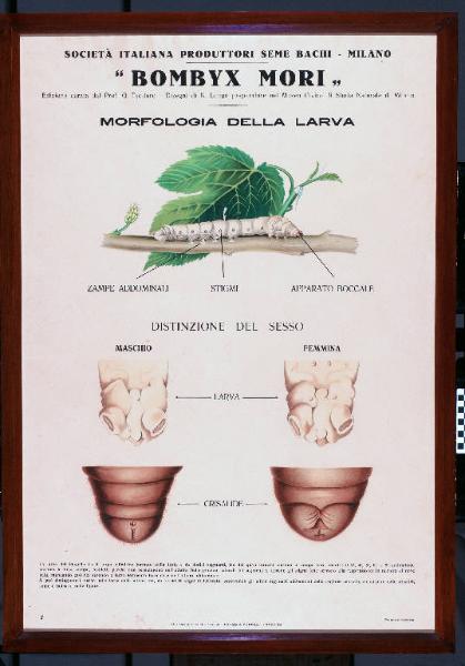 Morfologia della larva