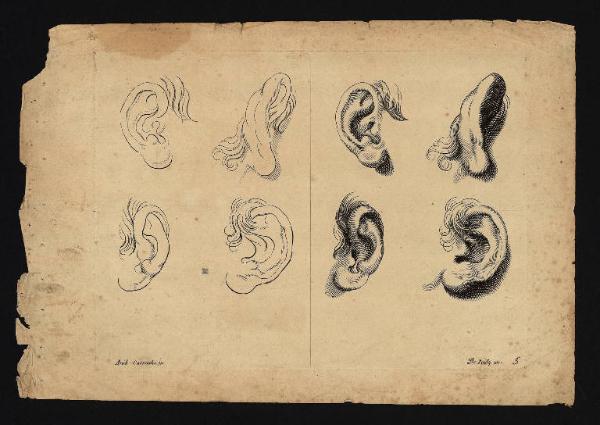 Particolari di testa d'uomo: orecchie