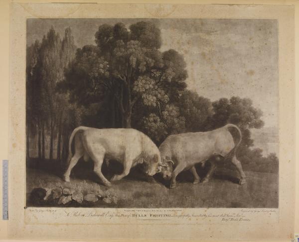 Bulls fighting