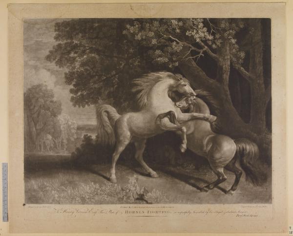 Horses fighting