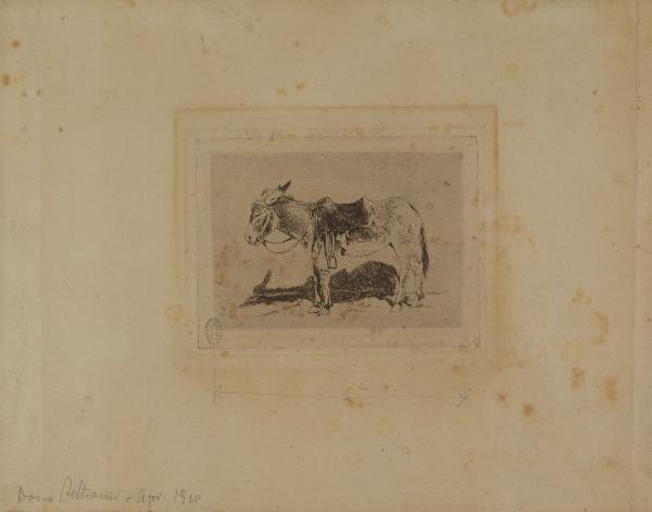 Asinello