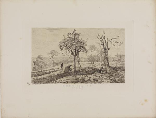 Raccolto degli olivi in Toscana