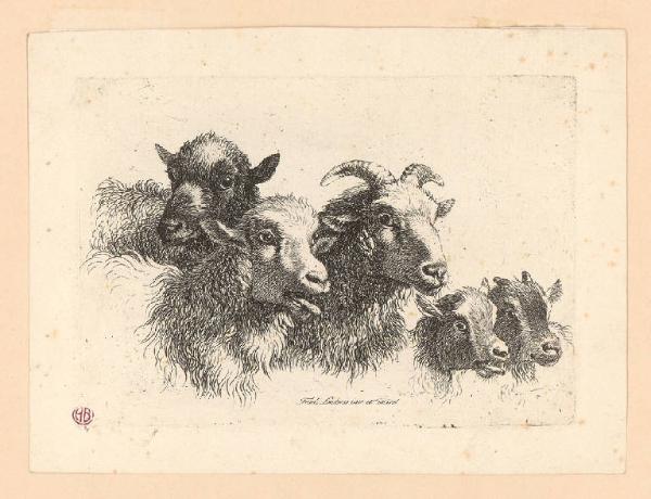Studio di teste: due pecore, un montone, due capretti