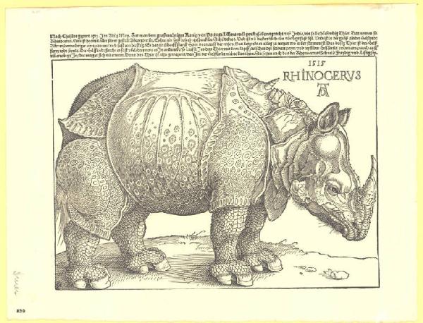 Il rinoceronte