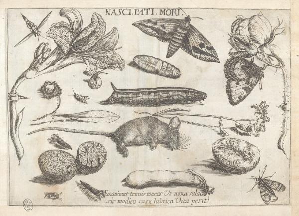 Composizioni con insetti, piante e sentenze morali