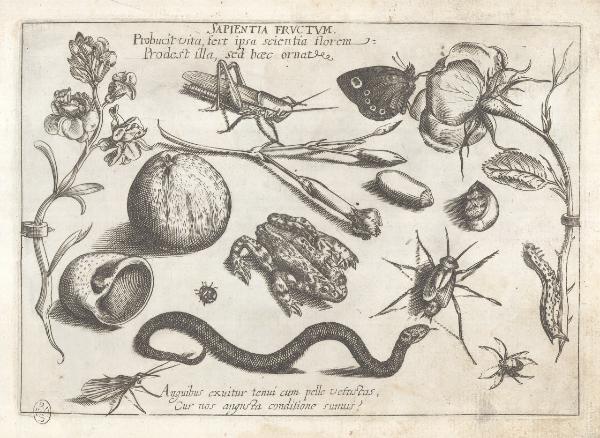 Composizioni con insetti, piante e sentenze morali