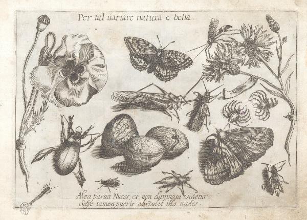 Composizioni con insetti, piante e sentenze morali