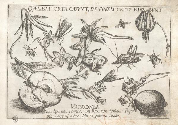 Composizioni con insetti, piante e sentenze morali