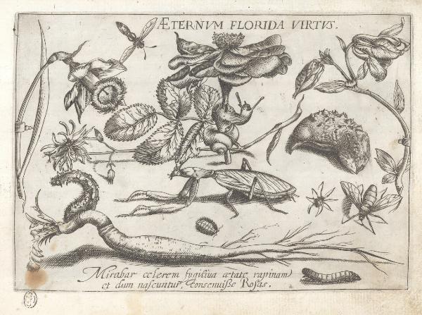 Composizioni con insetti, piante e sentenze morali