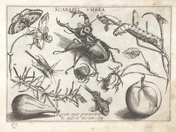 Composizioni con insetti, piante e sentenze morali