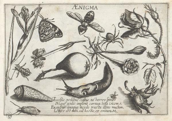Composizioni con insetti, piante e sentenze morali