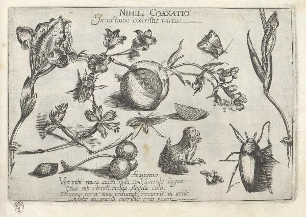 Composizioni con insetti, piante e sentenze morali