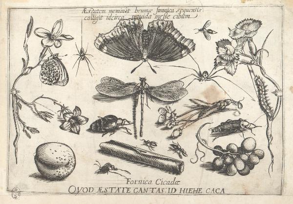 Composizioni con insetti, piante e sentenze morali