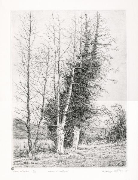 Amici alberi