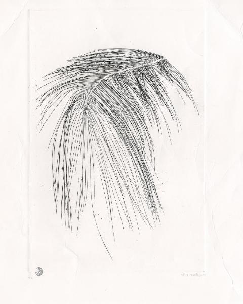 Piuma