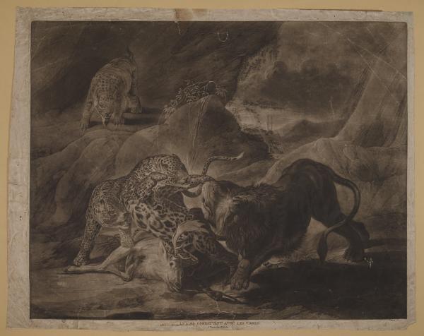 Le lion combattant avec les tigres