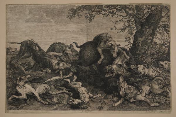 Caccia al cinghiale