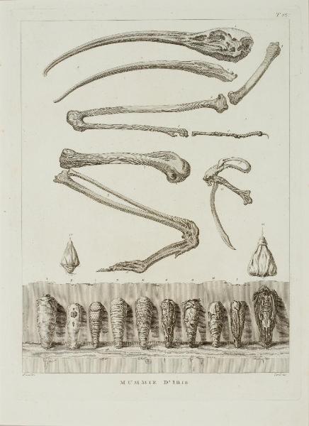 Viaggio nel basso ed alto Egitto. Illustrato dietro alle tracce e ai disegni del Sig. Denon