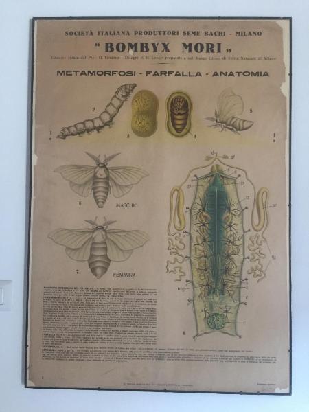 Metamorfosi, farfalla, anatomia (Bombyx Mori)