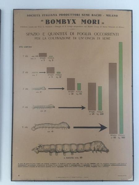 Spazio e quantità di foglia occorrenti (Bombyx Mori)