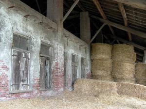 Stallone della Cascina Nesporedo