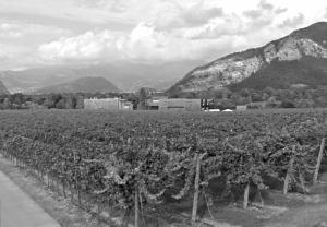 Cantine Bersi-Serlini, Provaglio d'Iseo (BS) (2011)