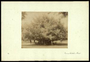 Egitto - Il Cairo - Giardini di El - Esbekiya / Ritratto maschile - Gruppo di uomini occidentali all'ombra di una pianta di Ficus gigante