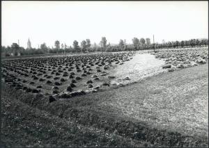 Acquanegra sul Chiese - Campi