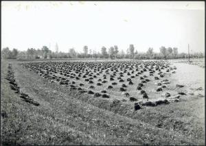 Acquanegra sul Chiese - Campo