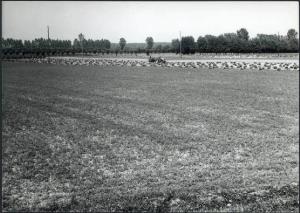 Acquanegra sul Chiese - Campi