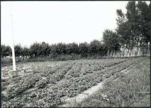 Acquanegra sul Chiese - Campo