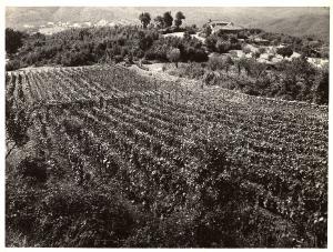 Boccheggiano - Azienda agricola - Vigneti