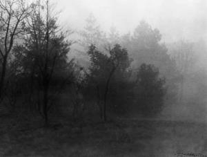 Località non identificata. Veduta del paesaggio. Alberi avvolti nella nebbia.