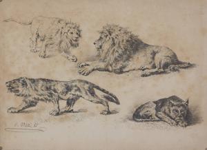 Gruppo di quattro leoni